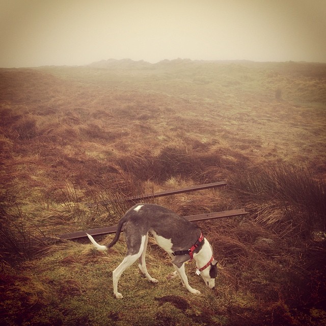 He even climbed (most of) Lugnaquilla with us